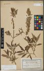 Foto von Salix triandra L. x Salix viminalis L.